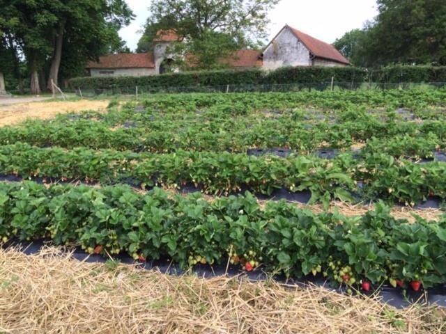 Bed and Breakfast La Ferme Du Bois Quesnoy Saint-Pol-sur-Ternoise Exterior foto