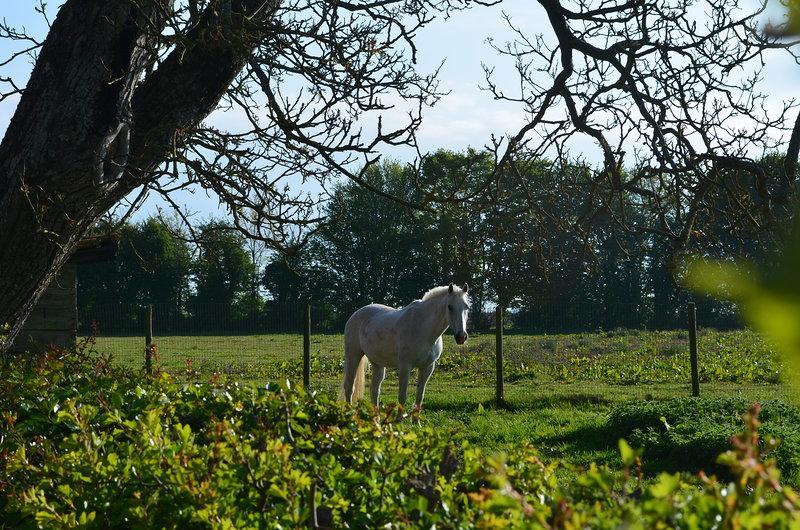Bed and Breakfast La Ferme Du Bois Quesnoy Saint-Pol-sur-Ternoise Exterior foto
